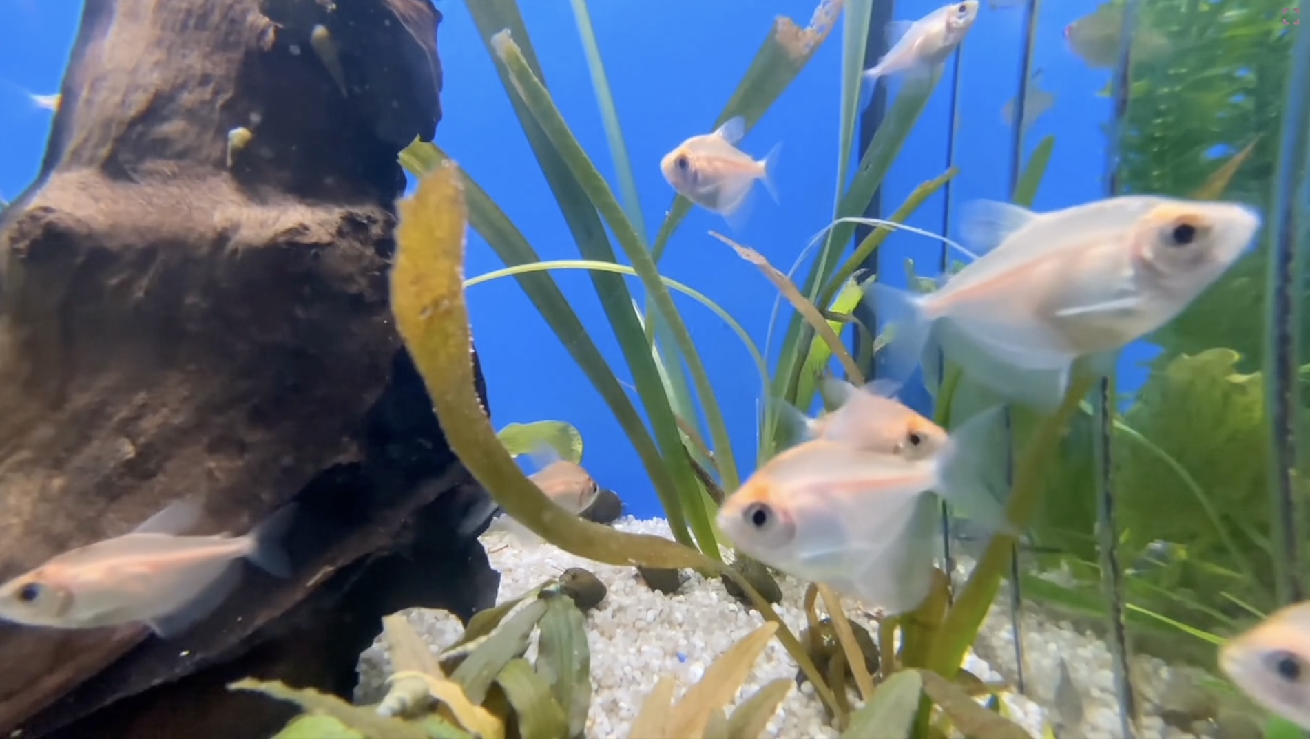 calming, calm, relax with pets, fish, aquarium life