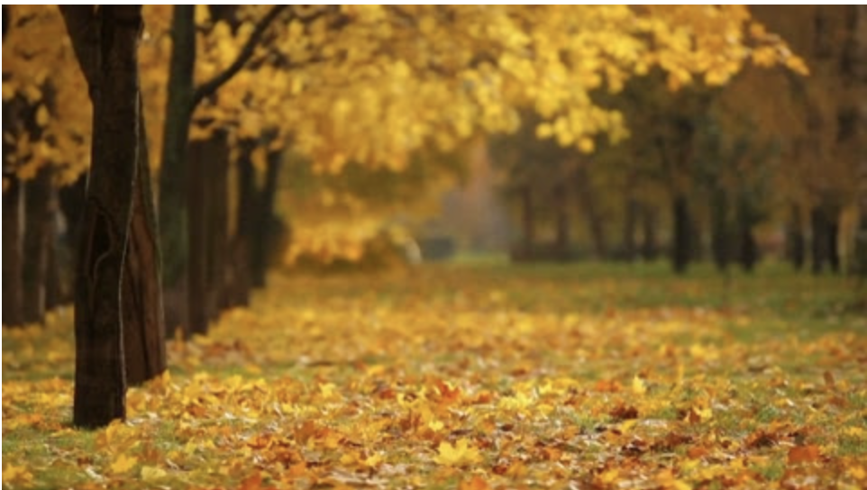 fall leaves soundscapes